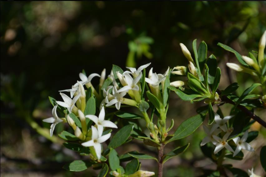 εναλλάξ. Τα άνθη της έχουν λευκό χρώμα, έντονο άρωμα και διαθέτουν τέσσερις λοβούς με αιχμηρή άκρη που φύονται ανά 3 έως 6 σε επάκριες δέσμες μήκους 10-15 mm (Εικόνα 15).